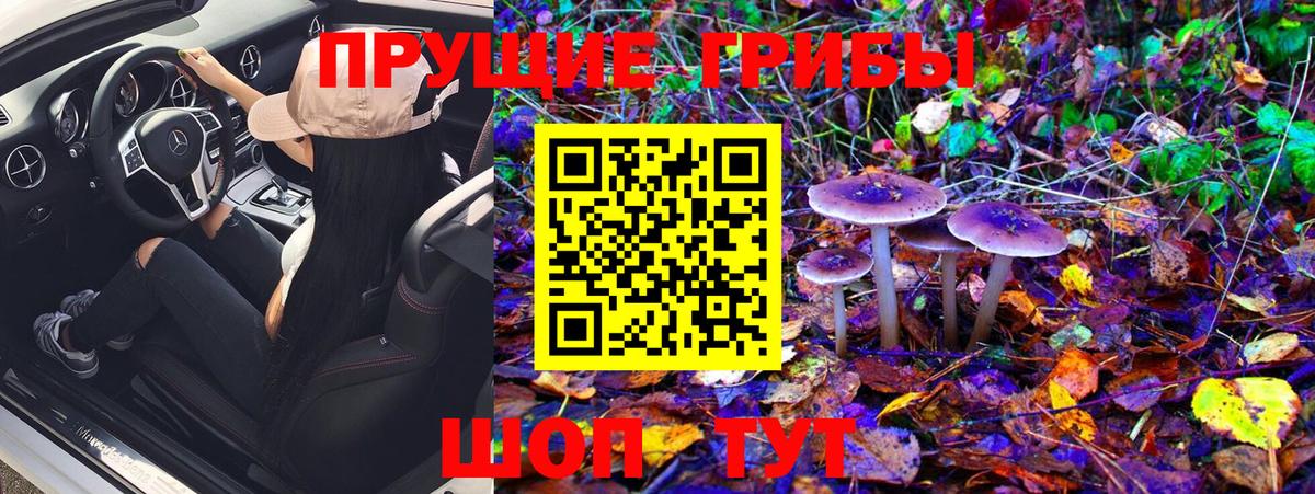 Псилоцибиновые грибы GOLDEN TEACHER Кызыл